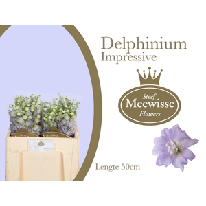 DELPH EL DEWI IMPRESSIVE
