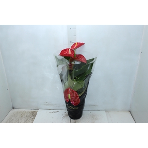 ANTHURIUM MICHIGAN P17 PREMIUM