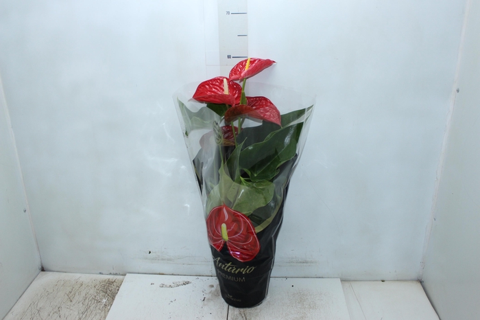 <h4>ANTHURIUM MICHIGAN P17 PREMIUM</h4>