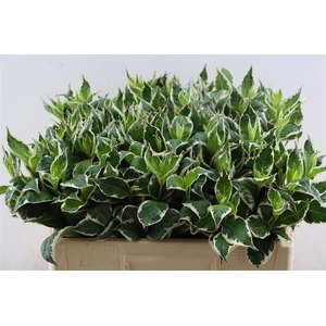 Weigela Fl Mag Sunshine