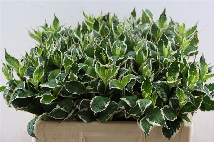 <h4>Weigela Fl Mag Sunshine</h4>