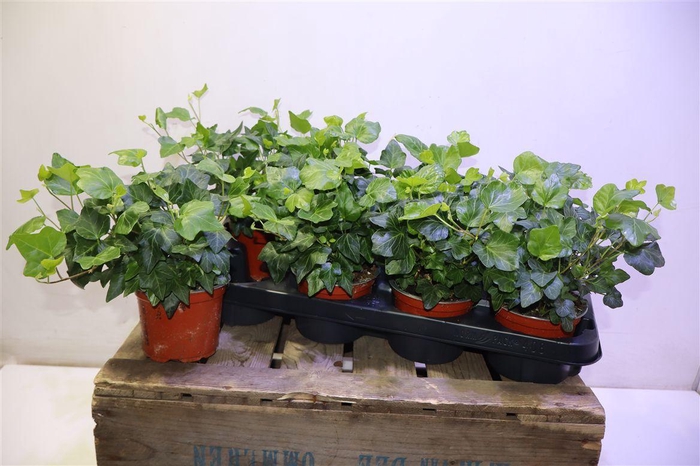 <h4>arr8 Hed He Wonder</h4>