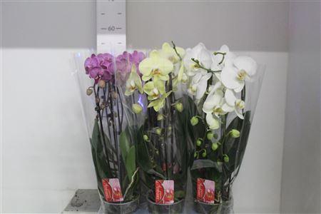 <h4>Phal El Cascade 2 Branches 18+40% Vertakt</h4>