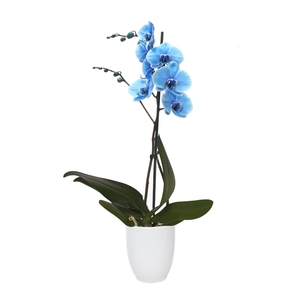 Hugo White Phal I Am Blue 1T9+