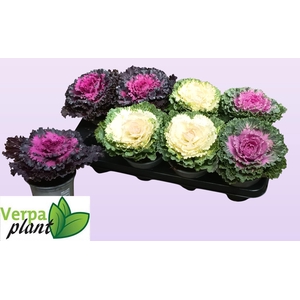 BRASSICA (SIERKOOL)