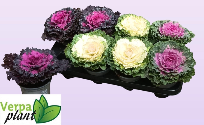<h4>BRASSICA (SIERKOOL)</h4>