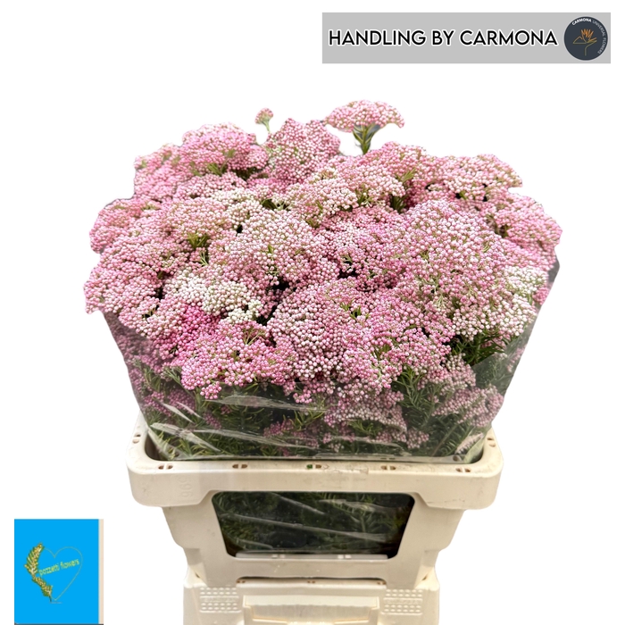 <h4>Ozoth Cooks Tall Pin</h4>