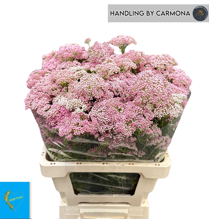 <h4>OZOTH COOKS TALL PIN</h4>