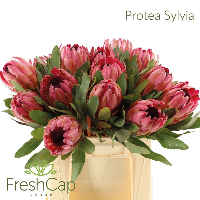 <h4>Protea Sylvia</h4>