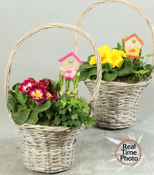 <h4>ARR TUINPLANTEN</h4>