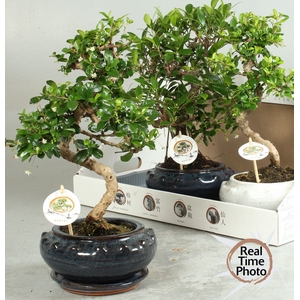 BONSAI GEM
