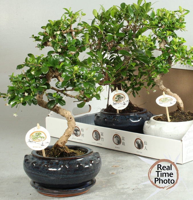 <h4>BONSAI GEM</h4>