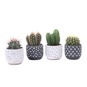 Cactus 8,5 cm in 2 kleuren ''Tonsberg'' sierpot