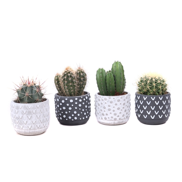 <h4>Cactus 8,5 cm in 2 kleuren ''Tonsberg'' sierpot</h4>