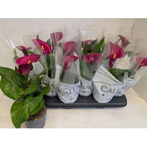 ZANT ROYAL VALENTINE