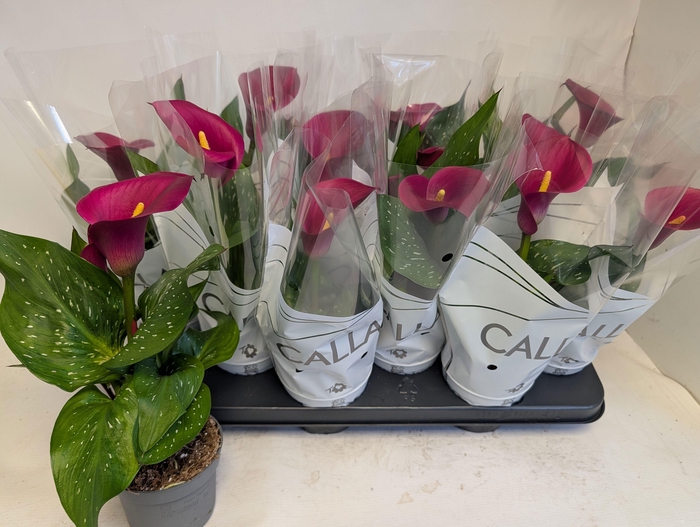 <h4>ZANT ROYAL VALENTINE</h4>