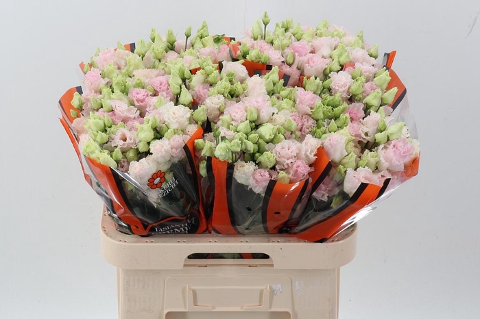 <h4>Eus G Chac Wed Pink</h4>