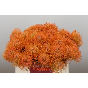 Nutans Ayoba Orange
