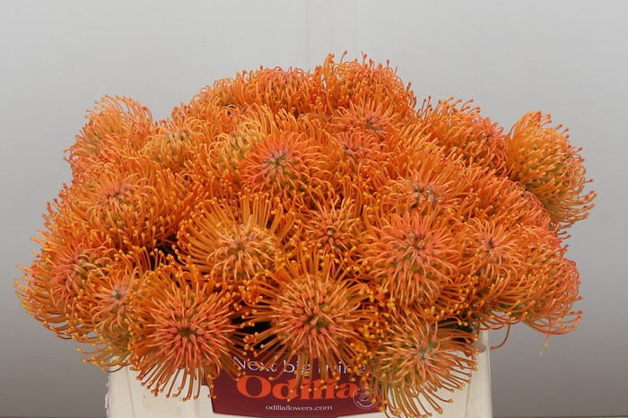 Nutans Ayoba Orange