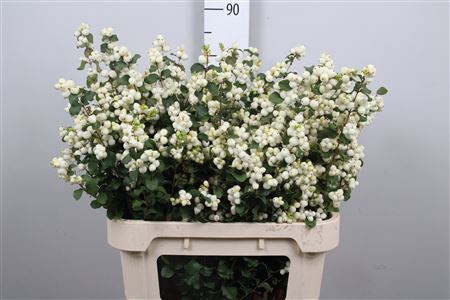 <h4>Sympho Mag Lemon Lime</h4>