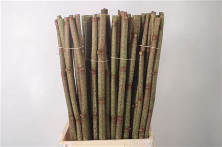 <h4>Polygonum Overig</h4>