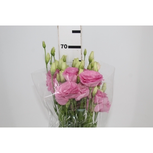 L. ARENA PINK 060 CM MIN 500 GRAMAS ROSA