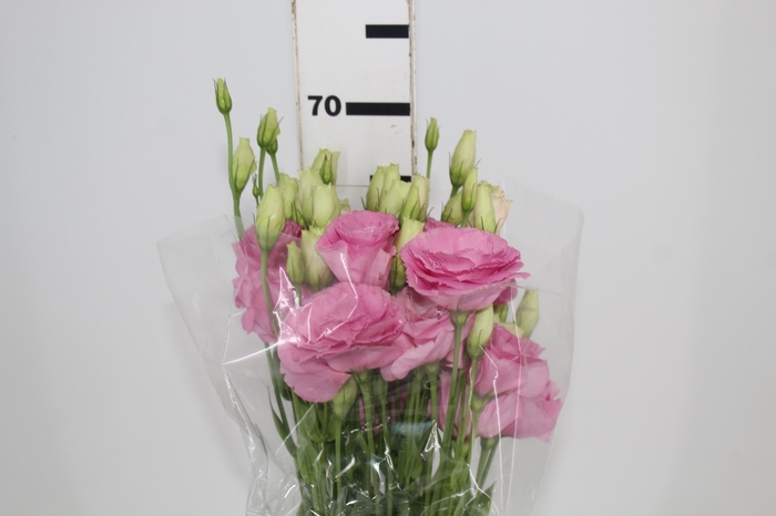 <h4>L. ARENA PINK 060 CM MIN 500 GRAMAS ROSA</h4>