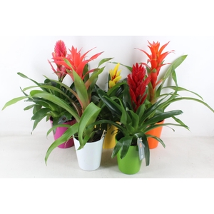 arr3 BS - Florence Mimesis