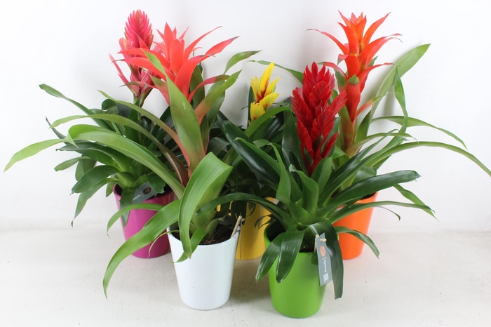 <h4>arr3 BS - Florence Mimesis</h4>