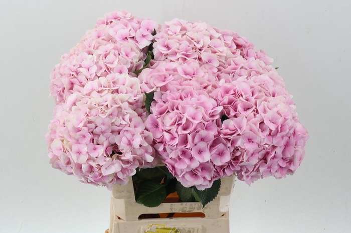 <h4>Hydr M My Vienna</h4>