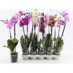PHAL GEM 7 KL