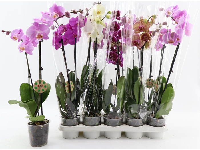 <h4>PHAL GEM 7 KL</h4>
