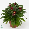 Xerochrysum bract. 'Mohave Red Pep'