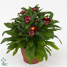 Xerochrysum bract. 'Mohave Red Pep'
