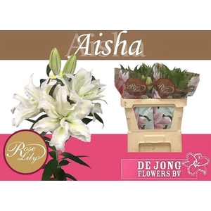 LI OR DU RL AISHA