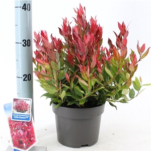 Leucothoe 'Little Flames' PBR