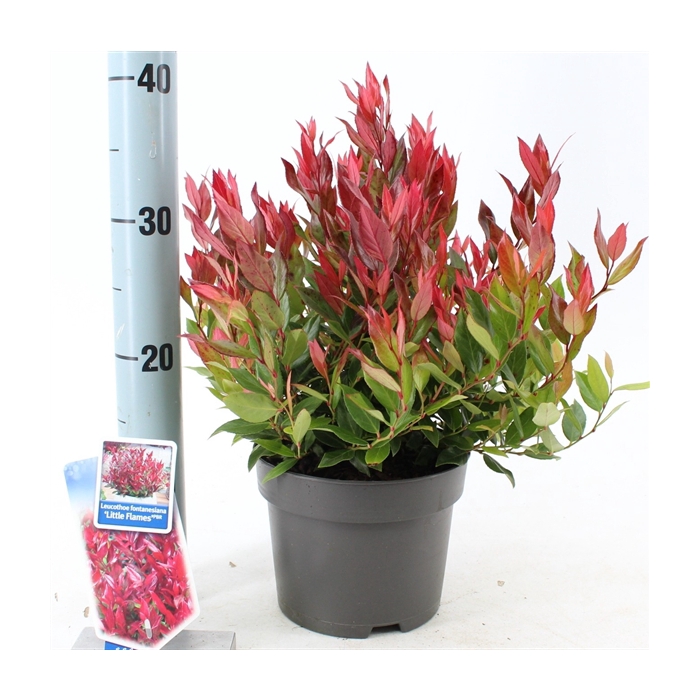 <h4>Leucothoe 'Little Flames' PBR</h4>