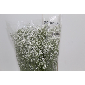 GYPSOPHILA PANICULATA PEARLS BLOSSOM 070 CM MIN 250 GRAMAS