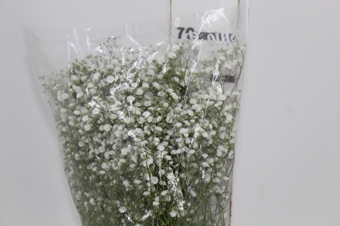GYPSOPHILA PANICULATA PEARLS BLOSSOM 070 CM MIN 250 GRAMAS