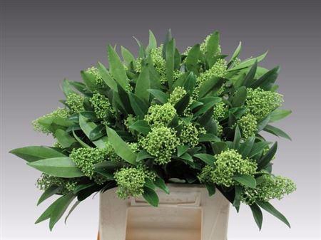 <h4>Skim C Kew Green Bs</h4>