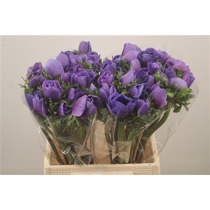 Anem Mistral Blue Super