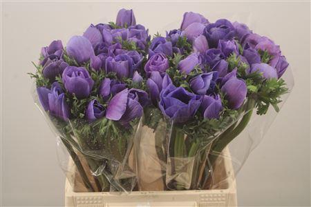 <h4>Anem Mistral Blue Super</h4>