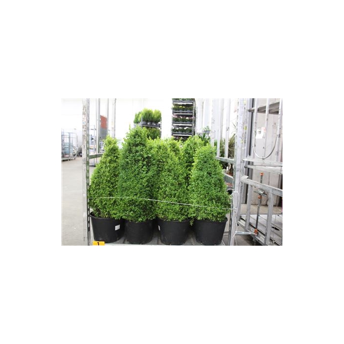 <h4>Buxu Sempervirens</h4>