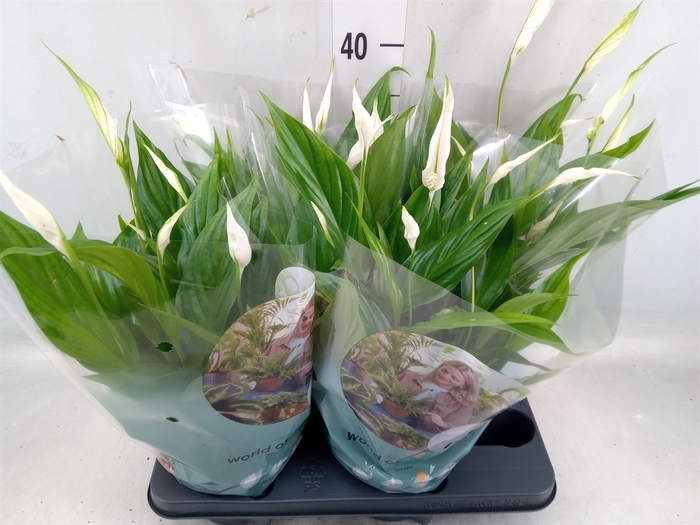 <h4>Spathiphyllum  'Pearl Cupido'</h4>