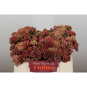 Kaaps Groen Red Brunia Medium