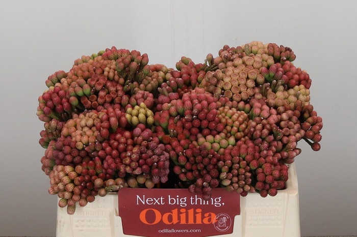 <h4>Kaaps Groen Red Brunia Medium</h4>