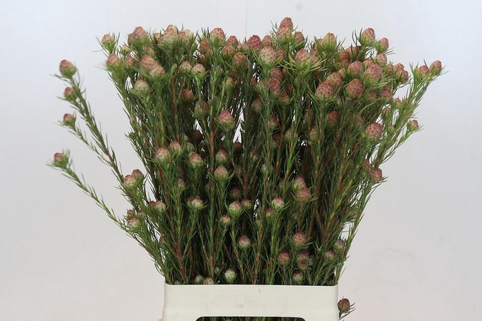 <h4>LEUCAD JUBILEE CROWN</h4>