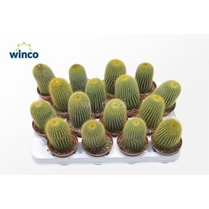 PARODIA LENINGHAUSII