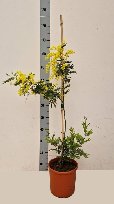 <h4>ACACIA PARADOXA</h4>