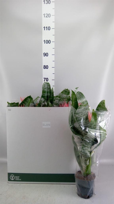 <h4>Aechmea fasciata 'Primera'</h4>